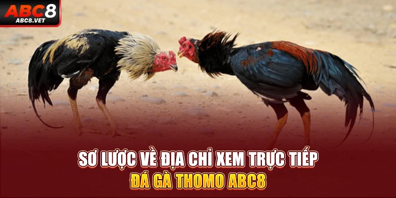 Sơ lược về địa chỉ xem trực tiếp đá gà Thomo ABC8