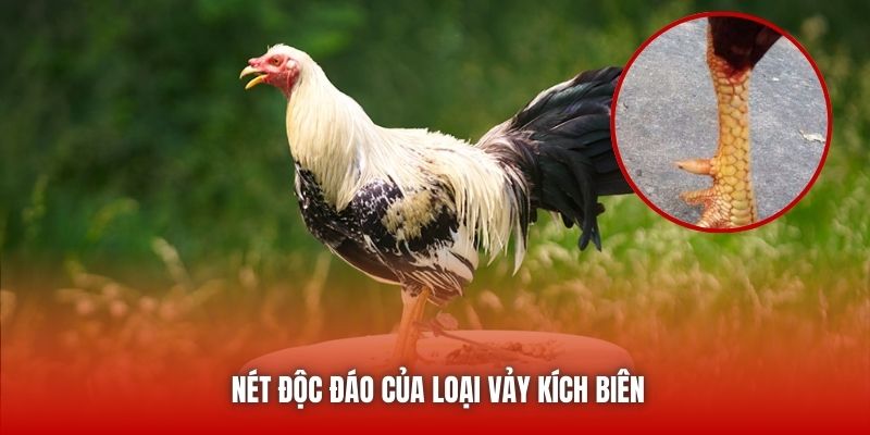 Nét độc đáo của loại vảy kích biên