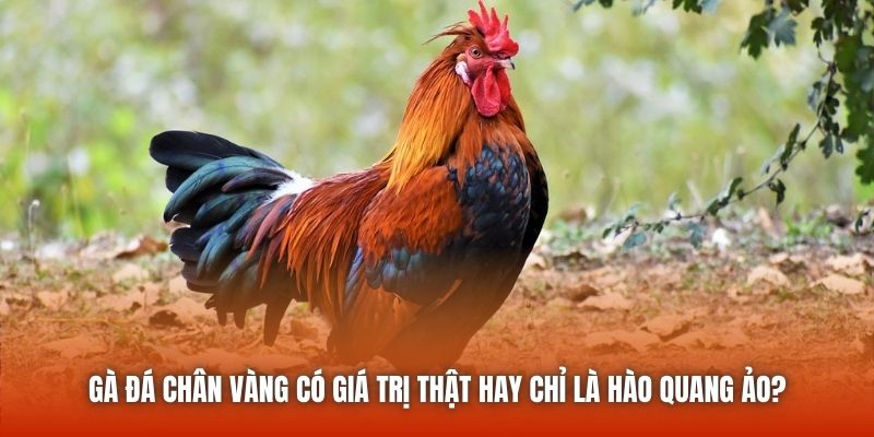 Gà đá chân vàng có giá trị thật hay chỉ là hào quang ảo?