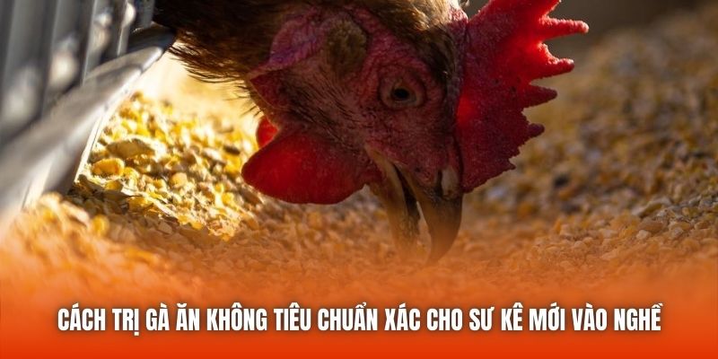 Cách Trị Gà Ăn Không Tiêu Chuẩn Xác Cho Sư Kê Mới Vào Nghề