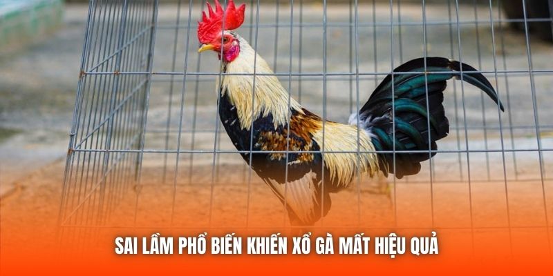 Sai lầm phổ biến khiến xổ gà mất hiệu quả